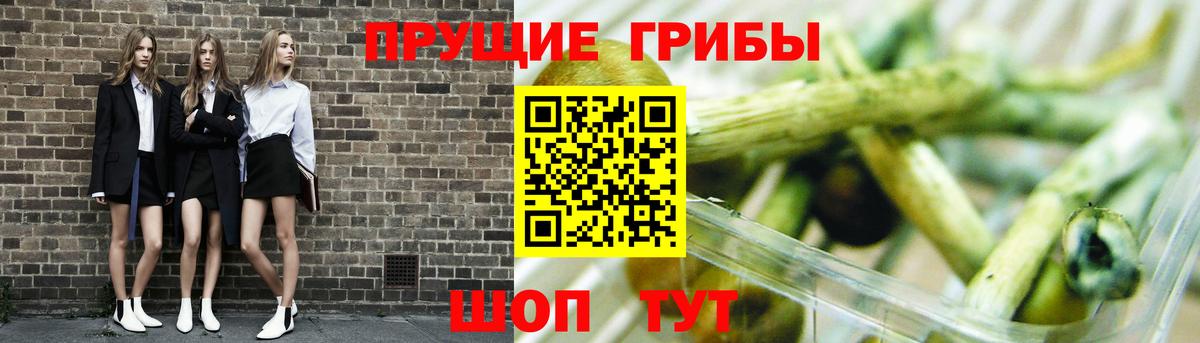 Псилоцибиновые грибы прущие грибы  Вход с VPN  Псилоцибиновые грибы GOLDEN TEACHER  Лесной 